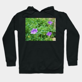 Campanula Carpatica 1 Hoodie